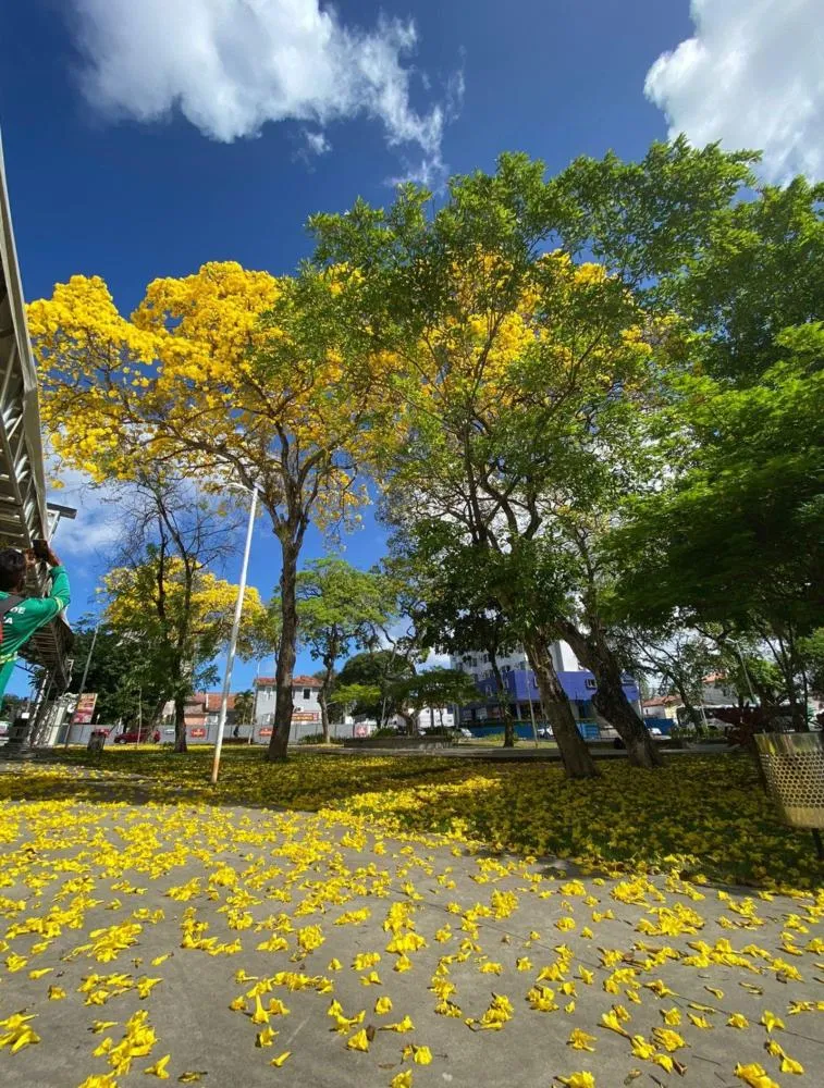 Primavera começa oficialmente nesta terça-feira; veja o horário do equinócio